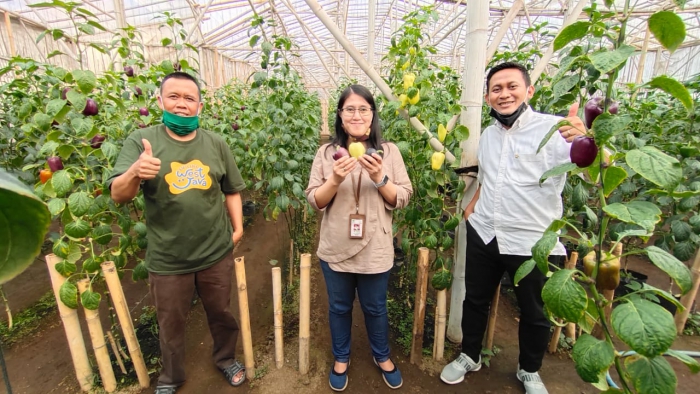 Tim Riset Pupuk Kujang saat berkunjung ke green house Paprika Dewa di Bandung Barat