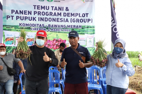 Pupuk Indonesia Selamatkan Petani Bawang dari Penyakit &#039;inul&#039;