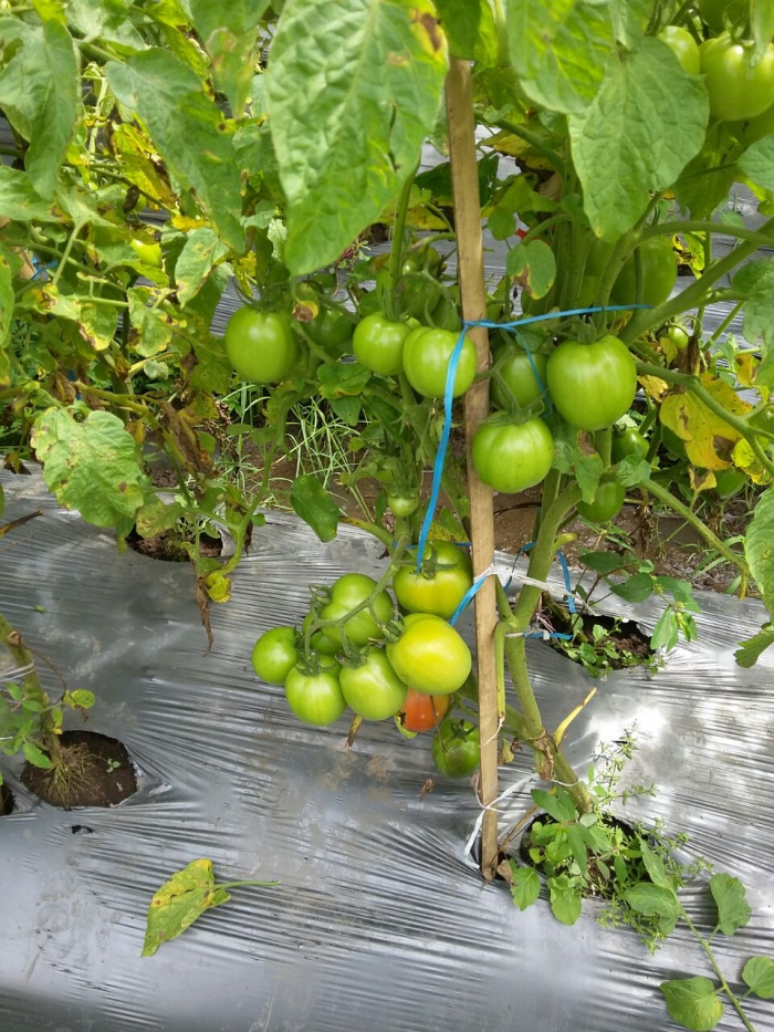 Produksi Tomat Meningkat, Petani Gembira